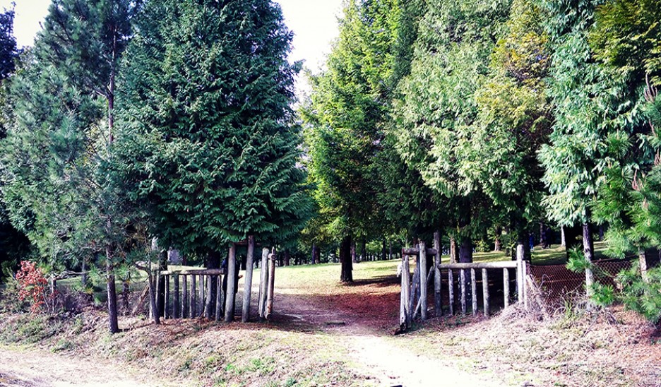 El mayor bosque de secuoyas de Europa