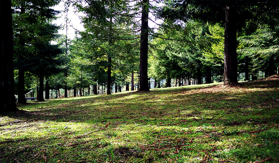 Secuoyas Pontevedra Galicia Spain
