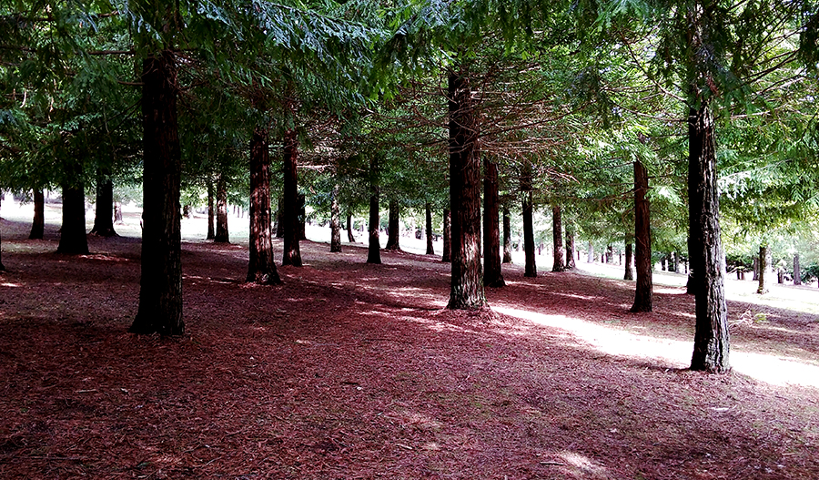 Bosque de Colón 500 Redwoods of California