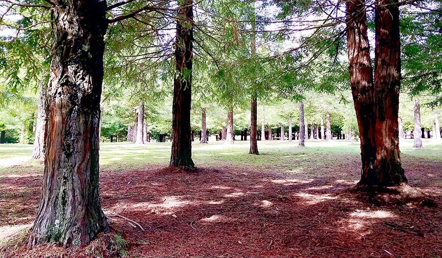 A maior floresta de sequóias da Europa