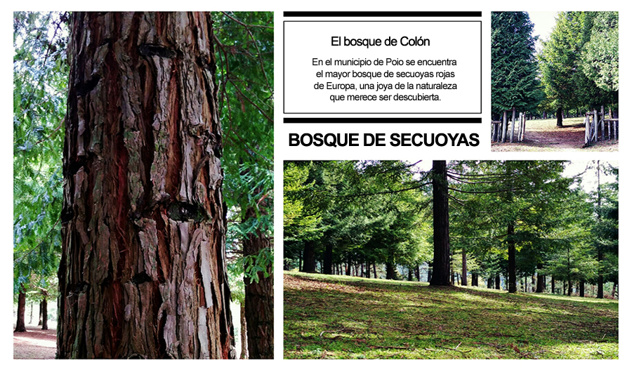 A maior floresta de sequóias na Europa